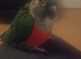 Crimson bellied conure and cage £250