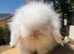 Teddywidder bunnies 11 weeks old