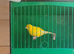 Cock canaries for sale