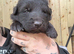Black German shepherd
