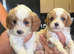 Beautiful litter Cavapoo