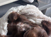 Cocker Spaniel