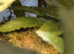 Mourning geckos, with enclosure