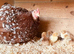 Millieflure Pekin hen and 5 chicks
