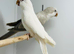 Quaker parrot