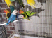 Lovebirds