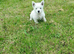 West highland white terrier