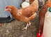 Pol hybrids available