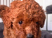 Beautiful KC registered Red toy poodle Girls