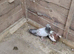 Racing pigeon for sale