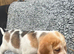 Beautiful Beagle Puppies