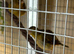 BEAUTIFUL FIFE CANARIES ALL MIXED COLOURS AVAILABLE