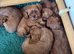 Kc registered 4 Ruby boys available