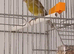 Raza canary cock x 4
