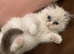 Ragdoll bicolours brother and sister