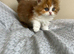 Cinnamon Tortie & White British Longhair Girl – Ready 15th August