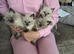 Pure breed Ragdoll Kittens