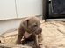 Last female staffy