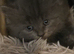 Stunning kittens need new homes