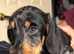 Wirehaired Dachshund Tweenie