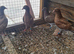 Raceing pigeons