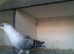 for swop facey pigeons