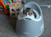 4 kittens for sale
