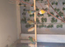 gouldian finch