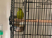Baby parakeets