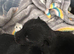 Pups for Sale