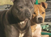 Red and White Staffordshire Bull Terrier Pup