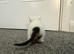 4 ginger and white kittens and 1 white with black tail