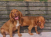 Cocker spaniel pups 2 males available