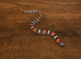 Female Tri Colour Hognose