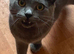 8 month old tom British shorthair