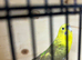 Cinnamon black wing female budgies