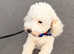 Poodle for stud