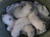 Female Ragdoll kittens