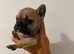 French bulldog puppies