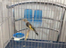 2026 Grey pate goldfinches