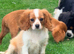 Beautiful Cavalier King Charles puppies