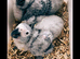 African grey baby