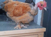 10 bantam chickens