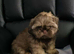 Beautiful imperial shih tzu