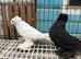 bokaro pair available