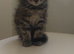 Ragdoll kittens
