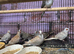 Diamond doves