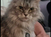 Maine coon female