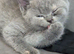 Gorgeous British short hair kittens