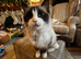 Ragdoll male